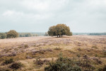 Veluwe Mentocht Foto: Lian Baars
